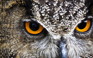 close up photo of gray and black owl