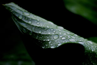 water droplets on green leaves HD wallpaper