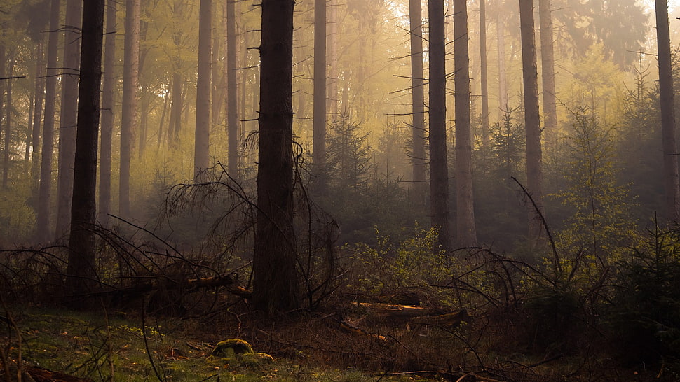 tree trunk, forest, trees, mist, dead trees HD wallpaper