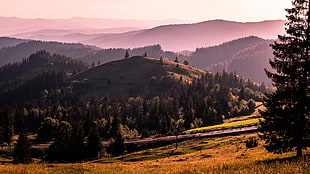 field of brown grasses with black tree during sunset, bukovina, romania