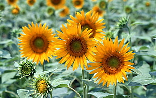 sunflower photography HD wallpaper
