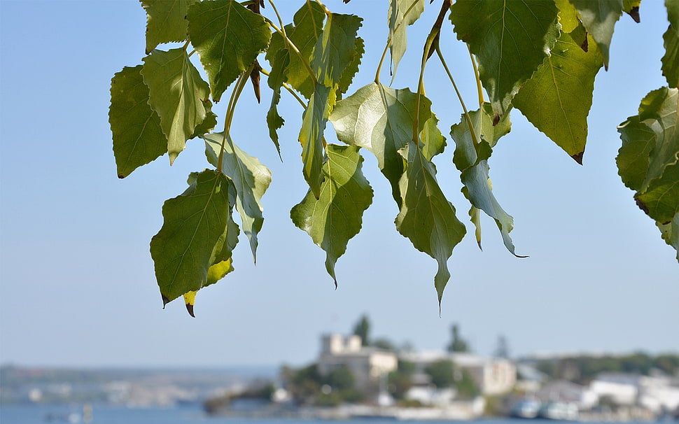 green leaf HD wallpaper