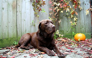 adult chocolate Labrador Retriever HD wallpaper
