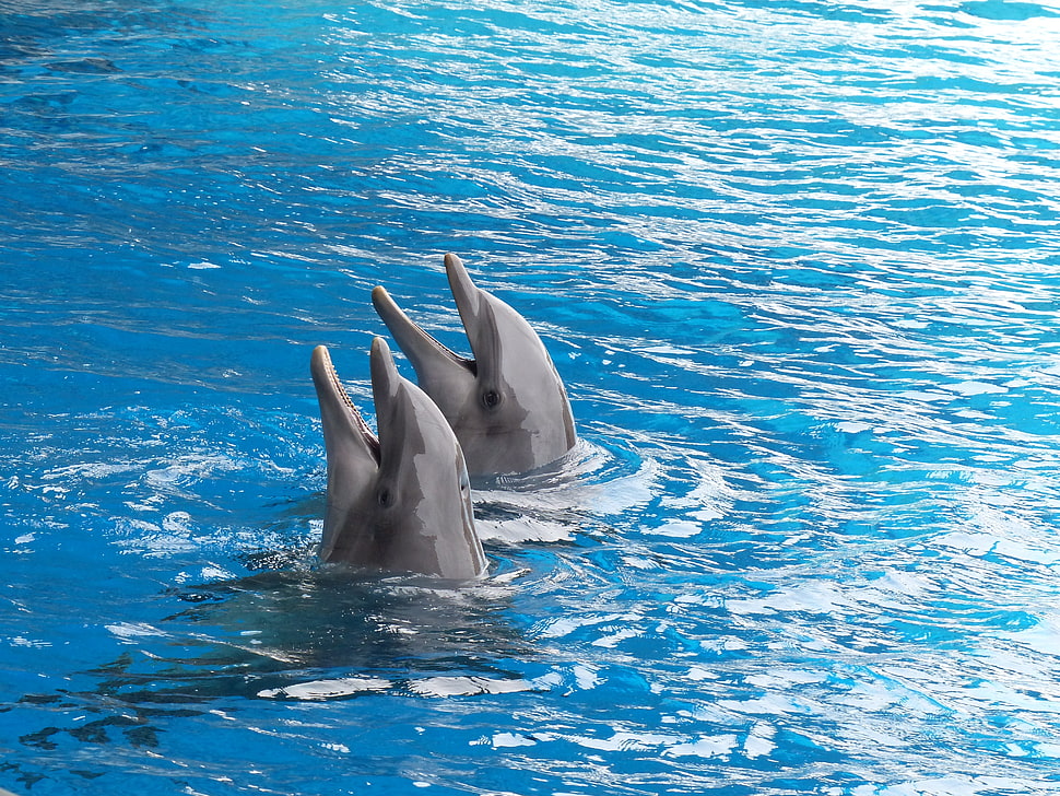 two grey dolphins HD wallpaper