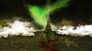green pine tree, Christmas Tree HD wallpaper