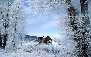 landscape photography of trees with white leaves covered with snow on snowy field beside brown wooden house during daytime
