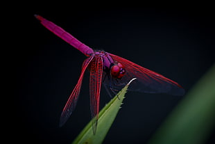 selective focus closeup photography of purple and red winged insect perching on green leaf