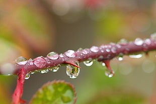 thorn with rain drops, roses