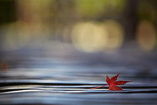 red leaf in shallow focus lens HD wallpaper