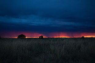 green field, Field, Sunset, Grass