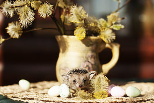 selective focus photography of brown hedgehog