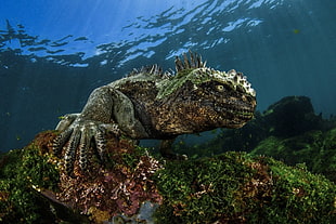 black and green lizard, nature, water, sea, underwater