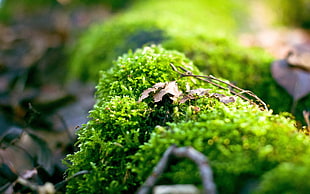 shallow focus photo of green grass HD wallpaper