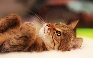 selective focus photography of Bengal cat