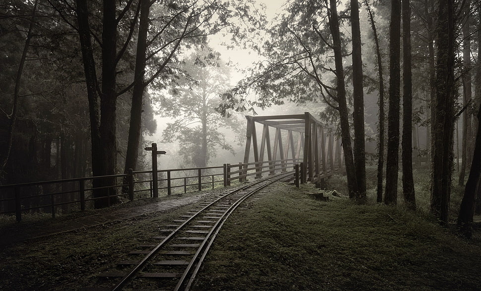 gray and black train engine rails, nature, railway, bridge, trees HD wallpaper
