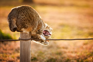 silver cat on brown wooden fence in macro photography