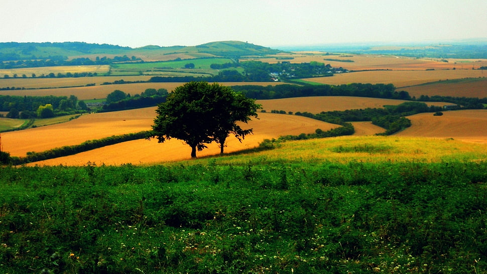 green and yellow fields with trees HD wallpaper
