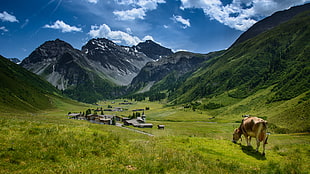 brown cow on green grass field under sunny blue sky, dörfli HD wallpaper