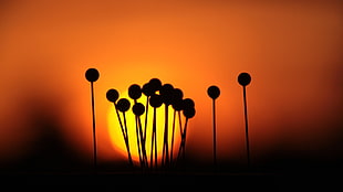 silhouette photo of pins during golden time HD wallpaper