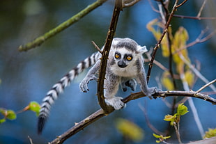 ring-tailed Lemur HD wallpaper