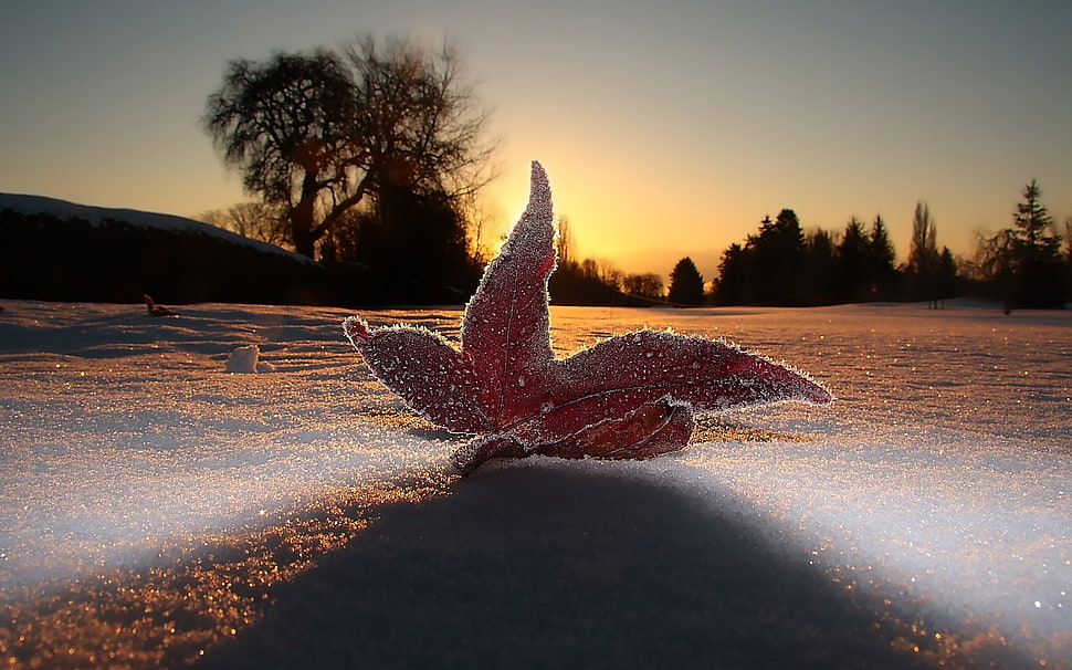 fallen red leaf photo during dawn HD wallpaper