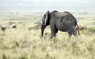 black elephant on green grass field during daytime
