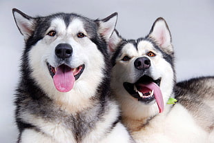two white-and-black Siberian Huskies