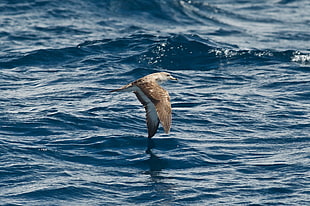 King Fisher bird above ocean at daytime, shearwater