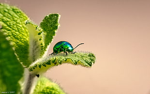 close-up photography of green bug on green leaf plant HD wallpaper