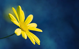 selective focus photography of yellow Bidens flower