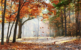 brown tree, nature