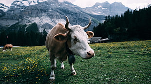 brown and white cow, landscape, bovine, cow, mountains HD wallpaper