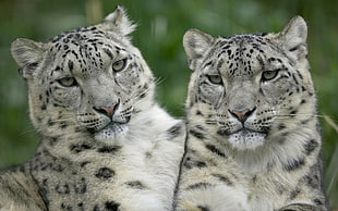 closeup photography of two black-and-white wild cats