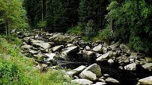 gray rocks, river, nature, landscape, water