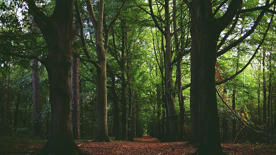 green forest trees, forest, path, trees HD wallpaper