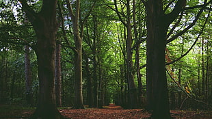 green forest trees, forest, path, trees