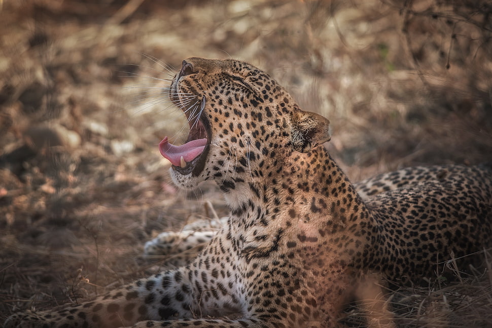 brown, gold, and white leopard HD wallpaper