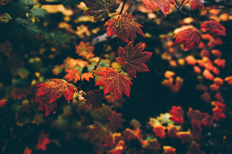 brown mapple leaf, leaves, nature, fall, filter HD wallpaper