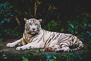white tiger near plants
