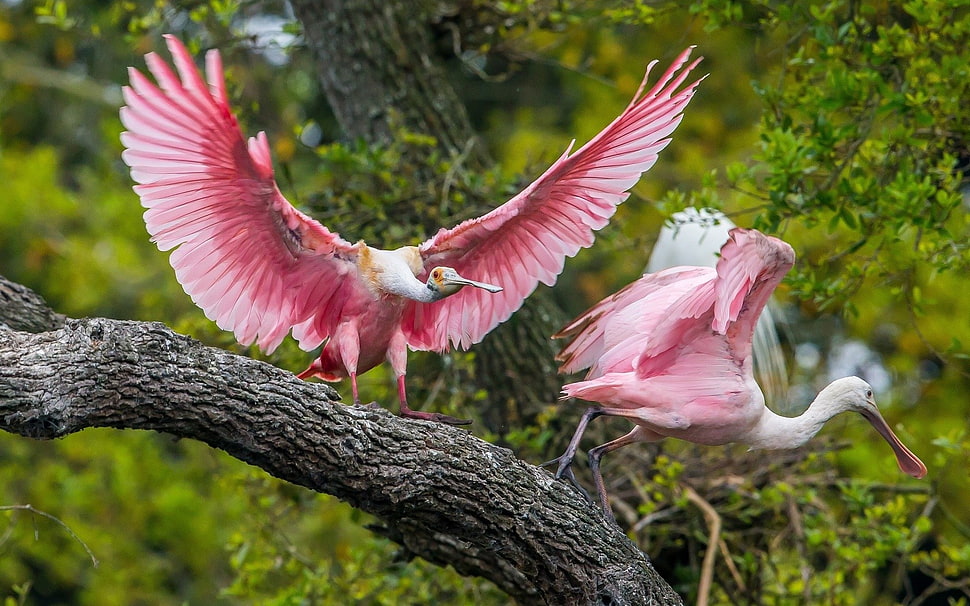 two white-and-pink birds, animals, birds, pink HD wallpaper