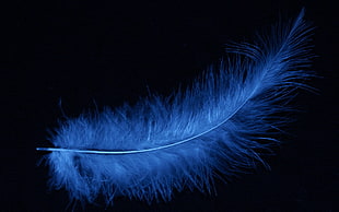 blue feather, feathers HD wallpaper