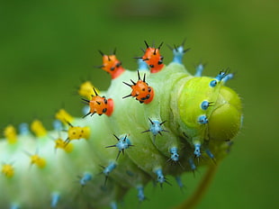 green caterpillar tilt shift lens photo