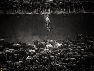 grayscale flock of animals National Geographic wallpaper, National Geographic, bulls