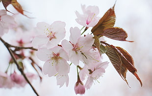 close photo of cherry blossom flower HD wallpaper