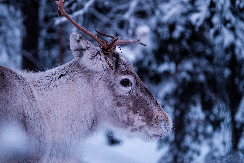 Moose on snowy forest HD wallpaper