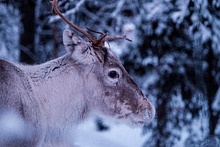 Moose on snowy forest
