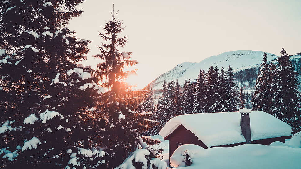 green pine tree, snow, winter, pine trees, mountains HD wallpaper