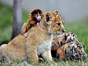 selective focus photography of monkey riding tiger
