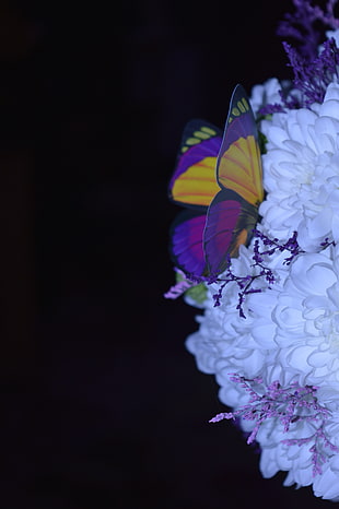 yellow and purple swallowtail butterfly clip art, butterfly, flowers HD wallpaper
