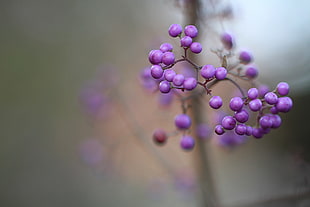 purple fruit shallow focus during daytime